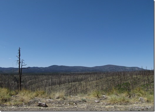 Multiple generations of fire, 2006 in foreground, 2012 in background Multiple generations of fire, 2006 in foreground, 2012 in background