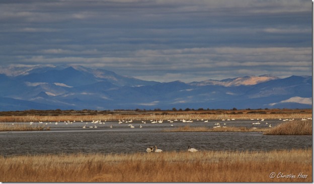 IMG_4893 Tundra Swans at Stillwater National Wildlife Refuge