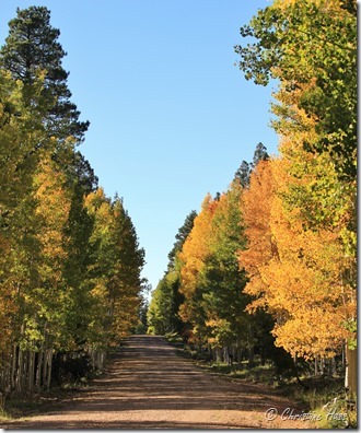 Fall color north of the Grand Canyon Fall color north of the Grand Canyon