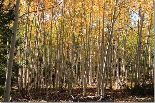 IMG_4226 Healthy young aspen stand