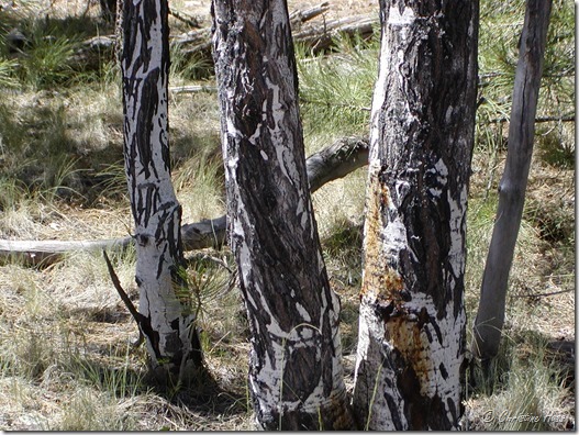 elkbrowse5 Scars from elk browsing on aspen
